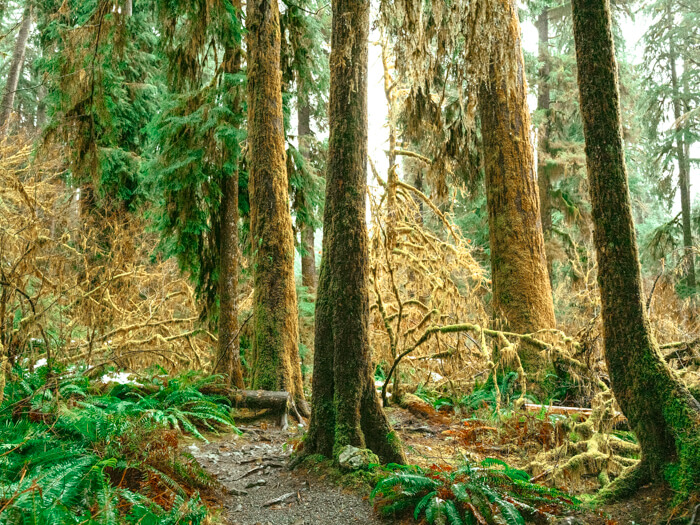 8+ Fun and Exciting Things to Do in Portland in Fall - Homeroom Travel