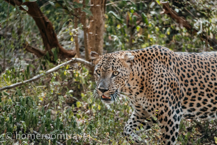 6+ Best Sri Lanka Safaris: Spectacular Places to Go on Safari in Sri ...